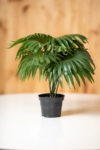 Mākslīgais augs PALM