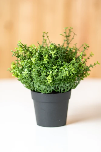 Mākslīgais augs THYMUS