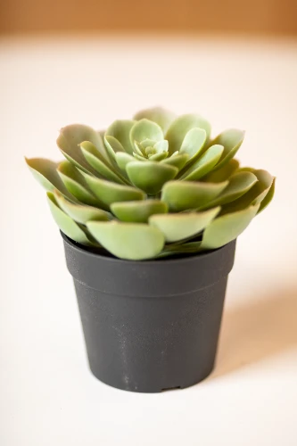 Mākslīgais augs SUCCULENT