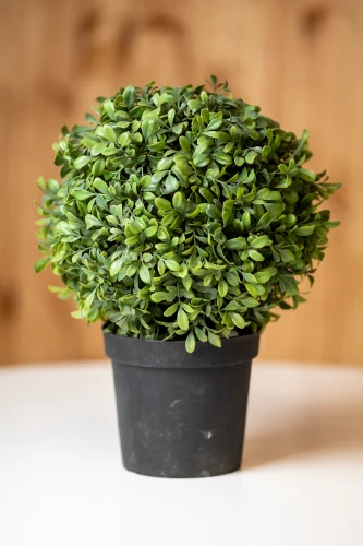 Mākslīgais augs BOXWOOD