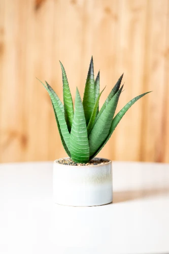 Mākslīgais augs ALOE VERA