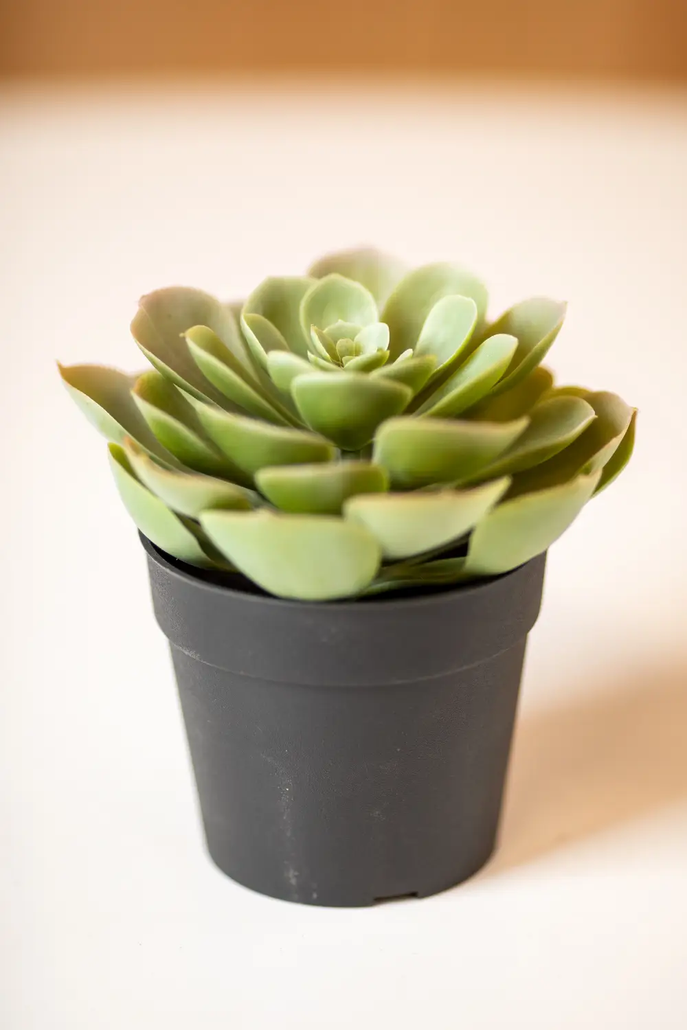 Mākslīgais augs SUCCULENT
